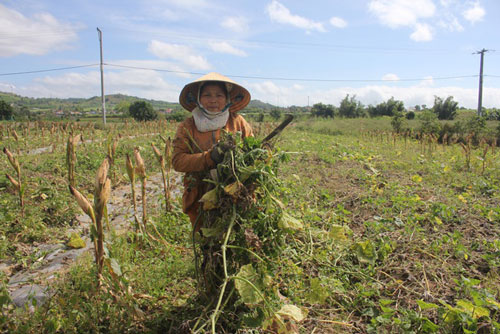 Dịch bệnh hoành hành dịp cận tết, dân khóc ròng vì hơn 100ha bí đỏ “mất mùa nặng”