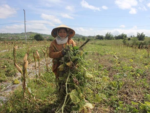 Dịch bệnh hoành hành dịp cận tết, dân khóc ròng vì hơn 100ha bí đỏ “mất mùa nặng”