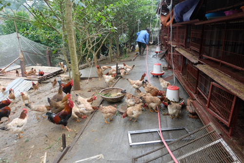 Gà ăn thuốc quý, nằm lò sưởi: Hàng hiếm ăn Tết, đại gia lùng mua
