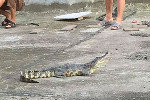 Bất ngờ phát hiện cá sấu 'từ trên trời rơi xuống'
