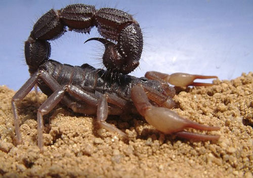 Bọ cạp ăn gì, vì sao nọc của chúng lại cực độc?