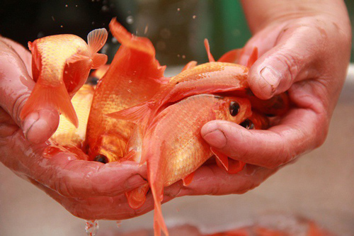 Tết ấm no nhờ nuôi cá chép đỏ phục vụ ngày Táo quân về trời