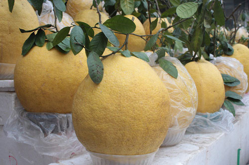 CLIP: Khám phá loại trái cây đang được ưa thích trong dịp Tết năm nay