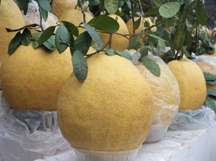 CLIP: Khám phá loại trái cây đang được ưa thích trong dịp Tết năm nay