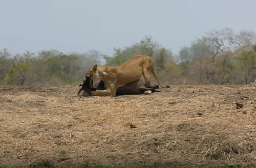CLIP: Linh dương chết thảm dưới nanh vuốt sư tử