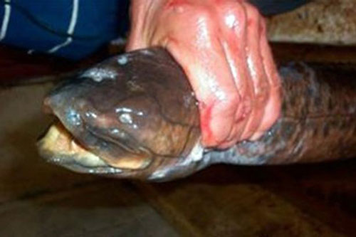 'Kinh hãi' trước loài cá quái vật có răng giống người