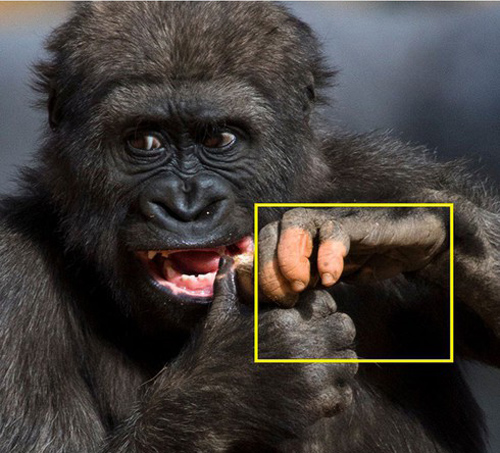 Cận cảnh bàn tay giống y hệt con người của gorilla trong sở thú Mỹ