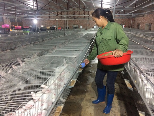 Bỏ túi 50 triệu đồng/tháng nhờ nuôi thỏ New Zealand