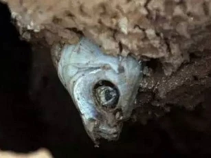 Cá mắc kẹt 4 năm trong đất khô vẫn sống sót