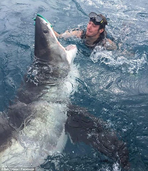 Thợ lặn mạo hiểm chạm tay vào mũi cá mập trắng lớn. 