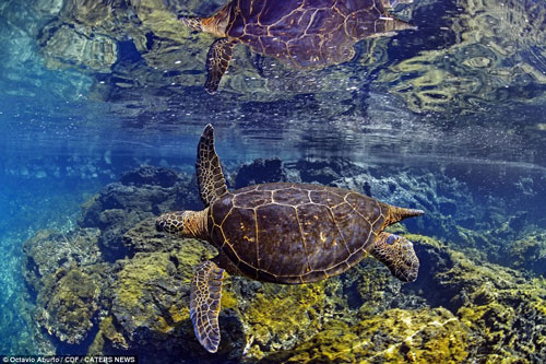 'Ngỡ ngàng' trước cuộc sống thần tiên ngoài khơi đảo Galapagos