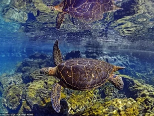 'Ngỡ ngàng' trước cuộc sống thần tiên ngoài khơi đảo Galapagos