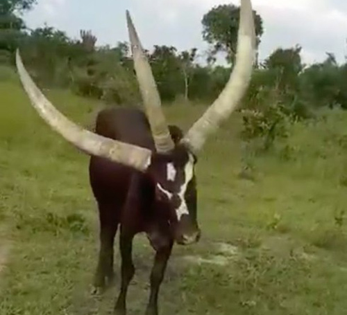 Kinh hãi bò 3 sừng siêu dài, đang gây bão mạng tại Uganda