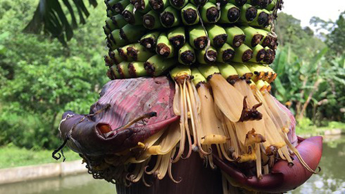 Dân Hà Tĩnh đổ xô đi xem cây chuối lạ trổ buồng hơn 350 nải