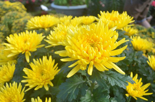 Mua hoa cúc cúng rằm hãy nhìn vào điểm này, đảm bảo chọn trúng bông hoa đẹp, tươi lâu nhất