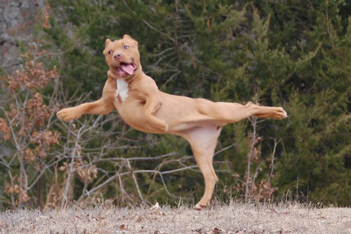 Những loài động vật 'tập yoga' đỉnh hơn con người