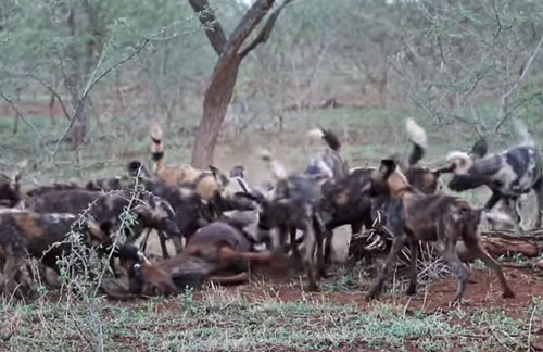 CLIP: Đàn chó hoang xé xác linh dương đầu bò