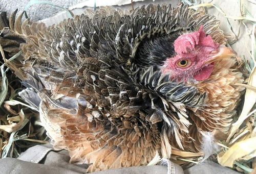 Kỳ lạ ngôi làng nuôi giống gà “lông mọc ngược”