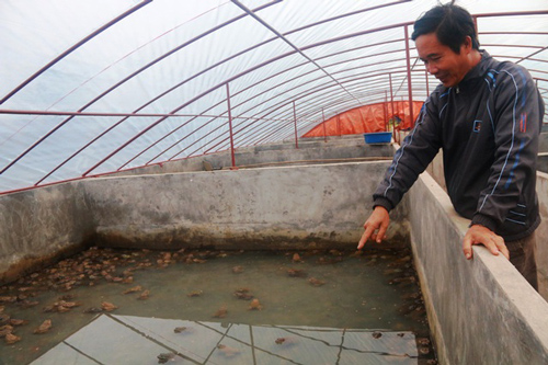 Lão nông thu tiền tỷ mỗi năm từ nuôi ếch bằng thảo dược