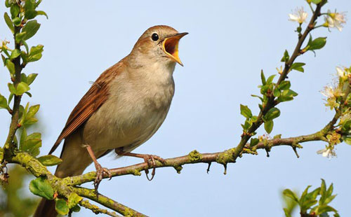 Vì sao chim mái ngày càng ít hót