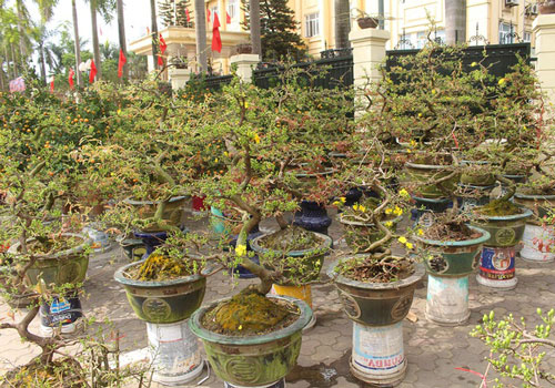 Mai vàng ồ ạt xuống phố, giá "nhỉnh" hơn so với năm ngoái