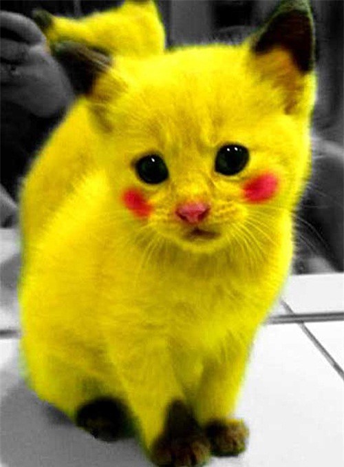 Pikachu mèo, ai cũng biết đến nhân vật này trong series game Pokemon phải không? Vậy bạn sẽ thích thú hơn nữa khi được chiêm ngưỡng hình ảnh chú mèo Pikachu vô cùng đáng yêu này.