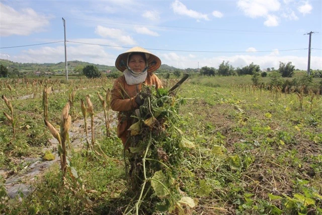 Dịch bệnh hoành hành dịp cận tết, dân khóc ròng vì hơn 100ha bí đỏ “mất mùa nặng” - 1