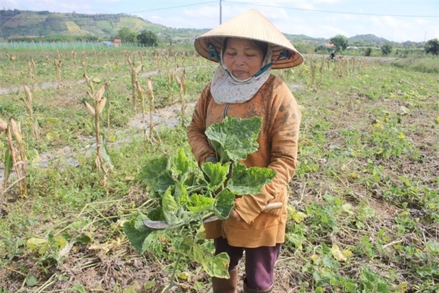 Dịch bệnh hoành hành dịp cận tết, dân khóc ròng vì hơn 100ha bí đỏ “mất mùa nặng” - 2