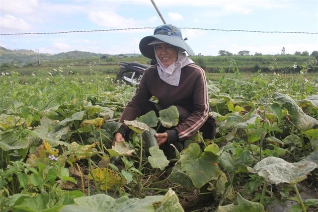 Dịch bệnh hoành hành dịp cận tết, dân khóc ròng vì hơn 100ha bí đỏ “mất mùa nặng” - 4