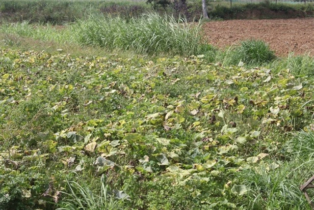 Dịch bệnh hoành hành dịp cận tết, dân khóc ròng vì hơn 100ha bí đỏ “mất mùa nặng” - 5