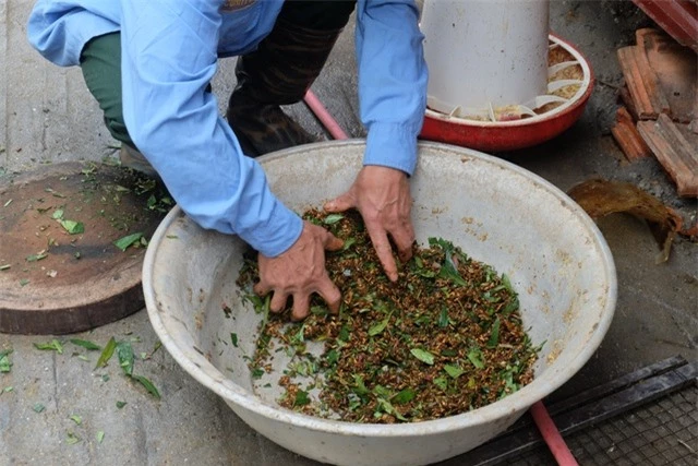 Gà ăn thuốc quý, nằm lò sưởi: Hàng hiếm ăn Tết, đại gia lùng mua - 3