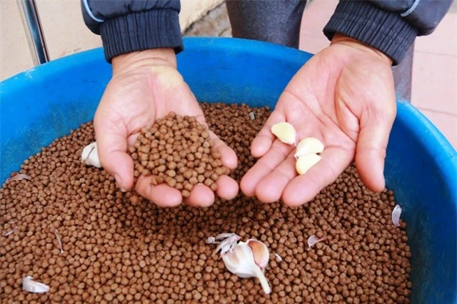 Lão nông thu tiền tỷ mỗi năm từ nuôi ếch bằng thảo dược - 3 Bình quân, cứ 15 ngày ông Thăng dã nhỏ tỏi, trộn vào thức ăn cho ếch ăn để kháng các loại bệnh.