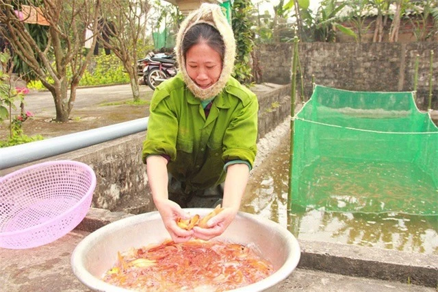 Nhờ nuôi cá chép đỏ, người dân tại làng Hữu Hậu sẽ có được cái Tết no ấm hơn