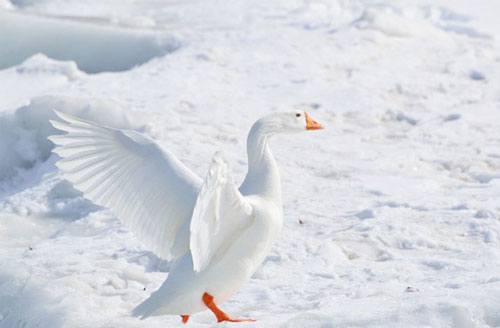 Chim đi trên băng sao không bị đông cóng chân?