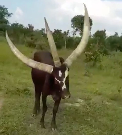 Kinh hãi bò 3 sừng siêu dài đang xâm lấn Uganda.