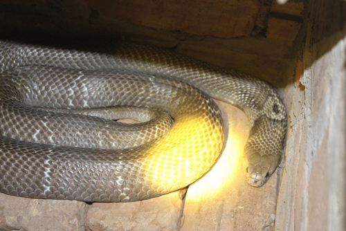 “Vua rắn độc” thu về cả núi tiền nhờ nọc rắn