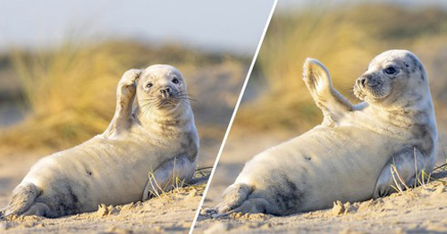 Hải cẩu vẫy tay chào khiến nhiếp ảnh gia sửng sốt