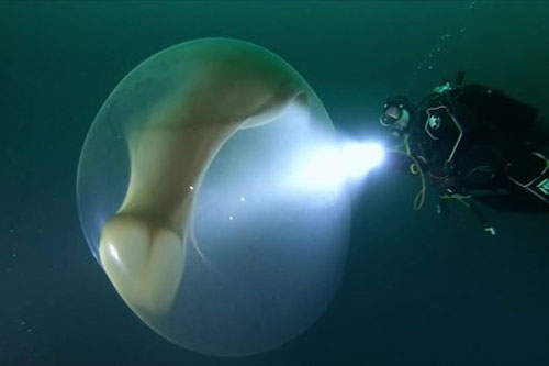 CLIP: 'Choáng váng' với bọc trứng 'siêu to khổng lồ' của loài mực quý hiếm