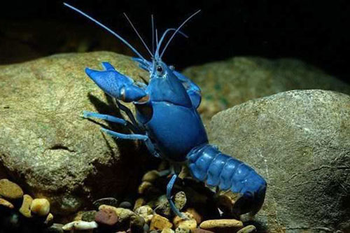 Top 10 món hải sản sang chảnh, đắt giá bậc nhất hành tinh