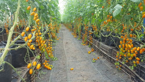 Kiếm trăm triệu mỗi tháng nhờ độc chiêu trồng cà chua từ trứng gà và sữa