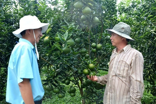 Ngoài việc nổ lực của bản thân trong việc tự tìm hiểu về kỹ thuật trồng cây cam sành, anh Chánh còn được cán bộ kỹ thuật ngành nông nghiệp An Giang hỗ trợ rất nhiều
