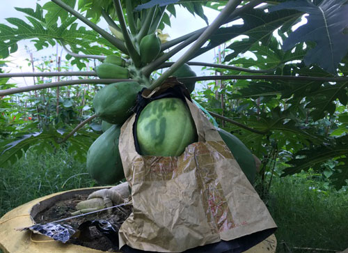 Đu đủ "in" chữ thư pháp cháy hàng dịp Tết