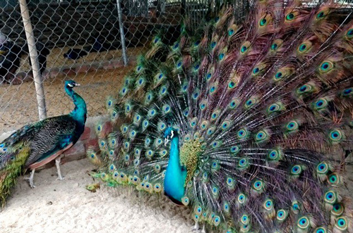 Quảng Ngãi: Nuôi nhiều giống chim quý, kiếm 150 triệu đồng/năm