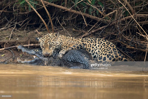 Kịch tính báo đốm lôi cá sấu "khủng" lên bờ ăn thịt