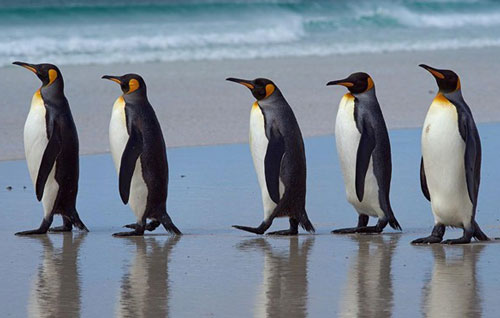 Vì sao chim cánh cụt không thể bay