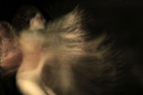 Giải mã bí mật giấc mơ qua ảnh chụp ma quái