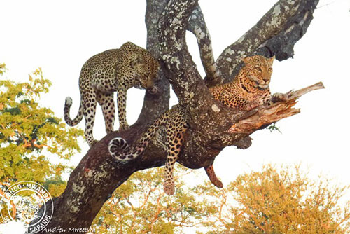 Linh cẩu đói mồi làm liều cắn đuôi báo hoa mai