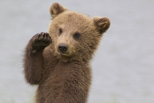 Loạt ảnh gấu con nổi hứng nhảy múa siêu đáng yêu