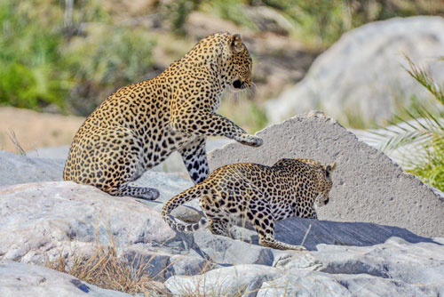 'Kinh hãi' cảnh báo hoa mai 'điên cuồng' giao phối trước mắt du khách