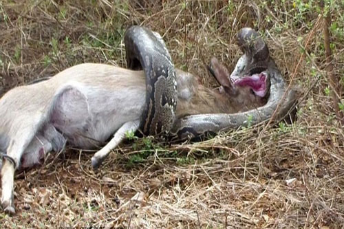 Trăn khổng lồ toạc họng vì cố nuốt linh dương sừng nhọn